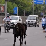 MP में बारिश ने बदला मौसम, भिंड-मुरैना के बाद अब यहां बरसे बदरा, जानें अपडेट