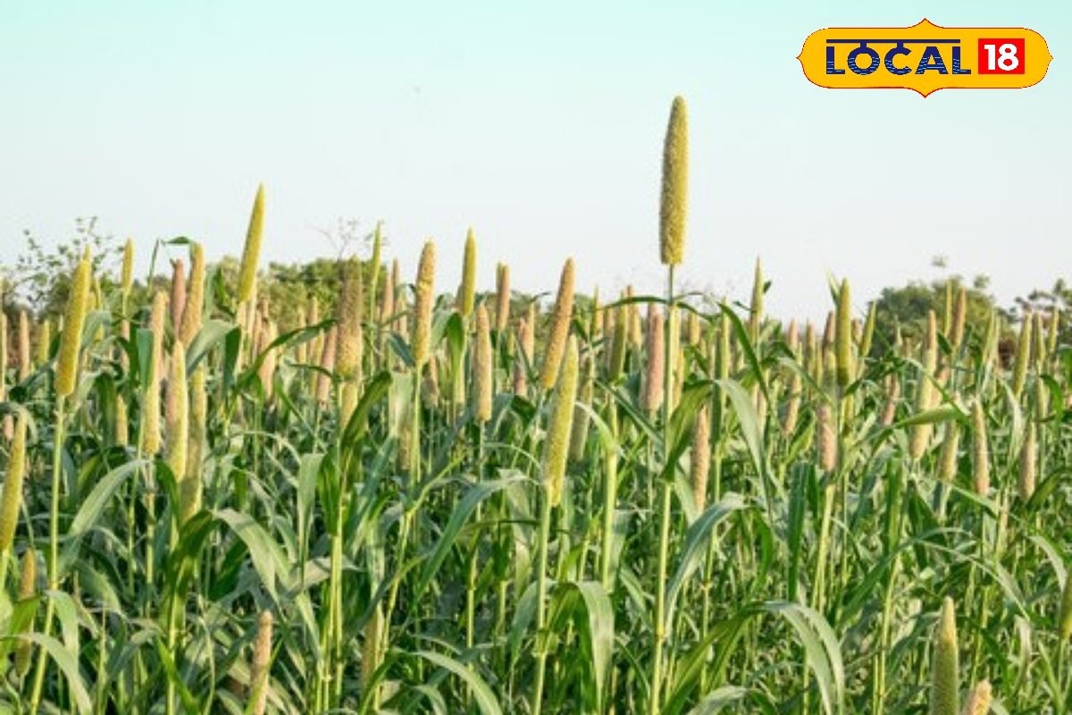 2 अक्टूबर से शुरू होगी बाजरा की MSP पर खरीद…घर बैठे ऐसे करें पंजीकरण