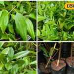 टॉस में भी बवाल, पाक ने बुलाया अलग ब्रॉडकास्‍टर, शास्‍त्री के साथ दिखे वकार