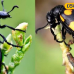 दूध, दही या चिकन, खाने के बाद कौन सा खाना कितनी देर में पचता है, आइए जानें